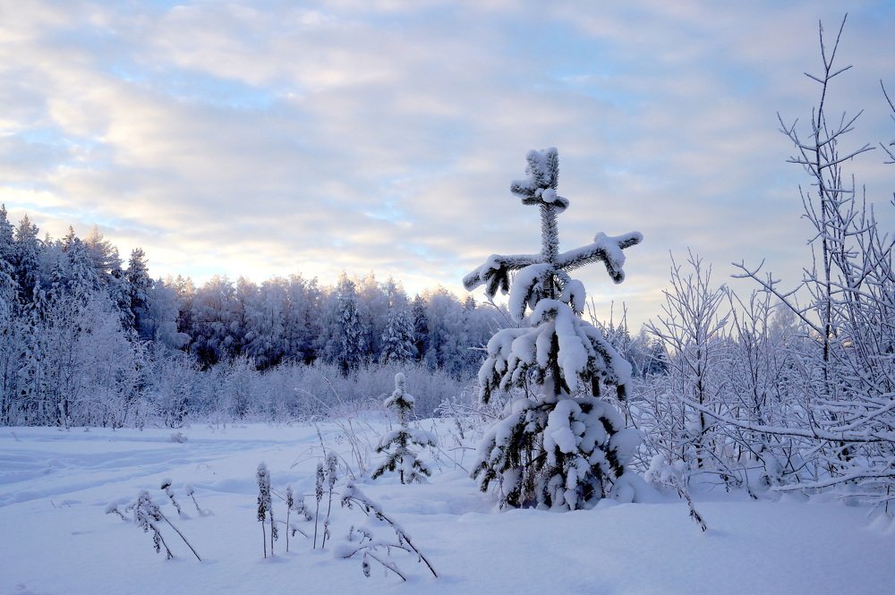Словно  человечек  сосенка  стоит ...