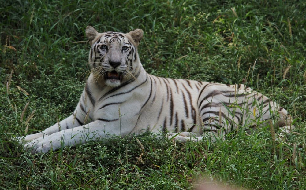 Photograph by Vijay Nathiley