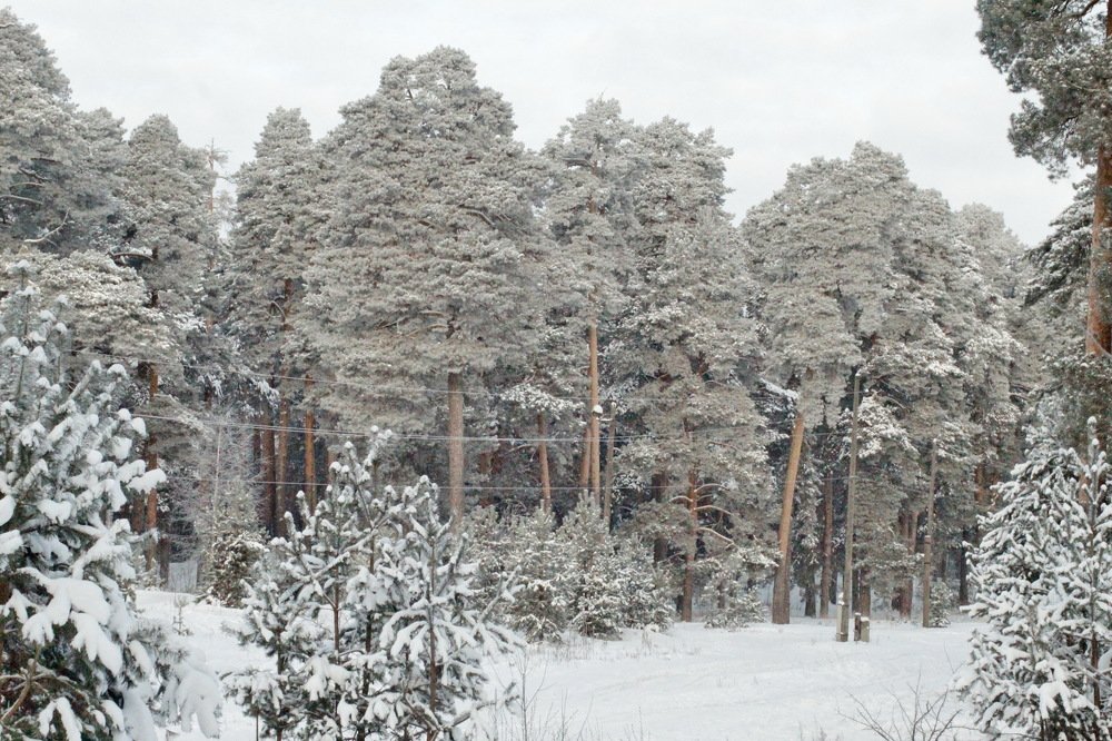 Photograph by Николай Николаевич Леухин