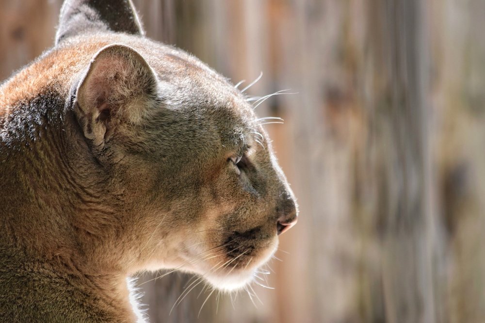 Photograph by Ирина Курицына