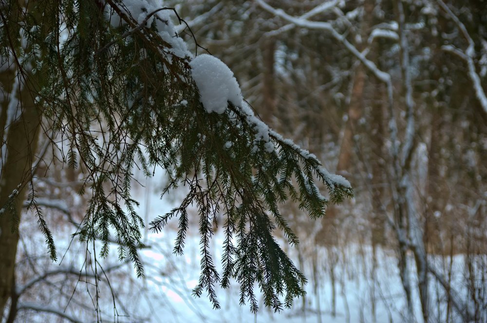 Зимний лес в Абрамцево