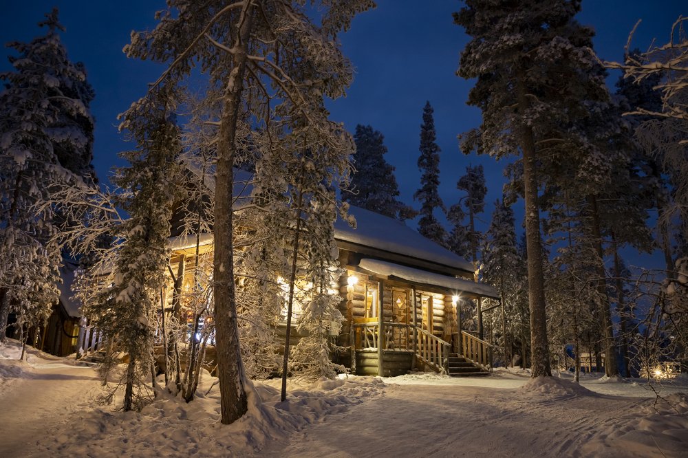 Уютный северный лес