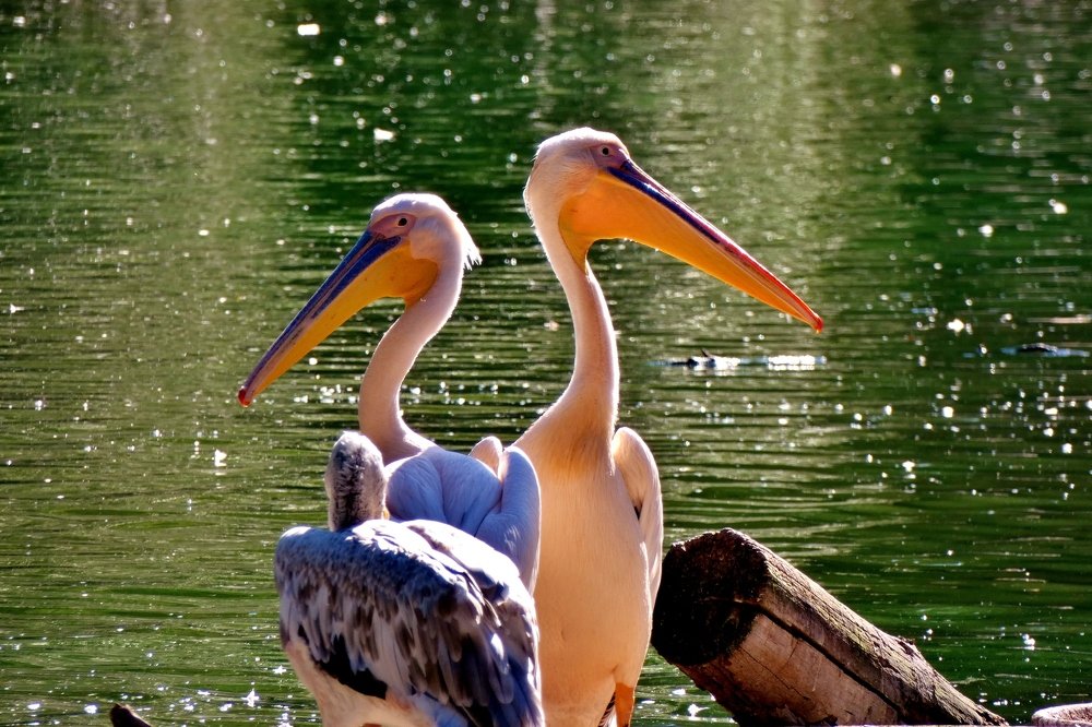 Маленькие  глазки   , но видят  далеко