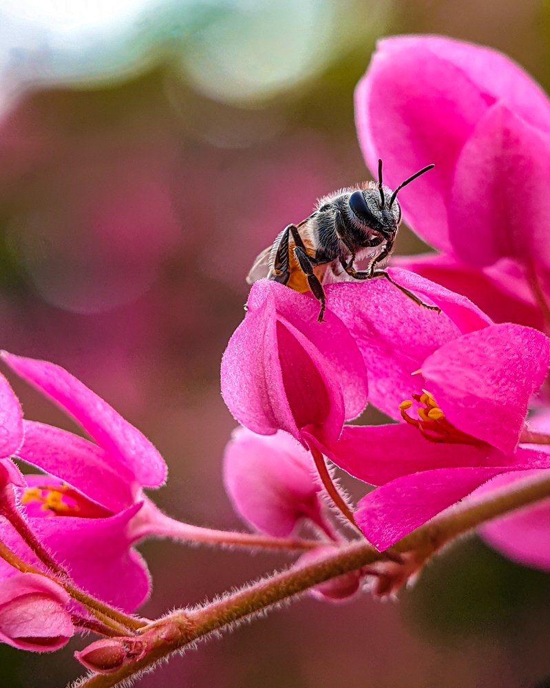 Bee on top of flowers