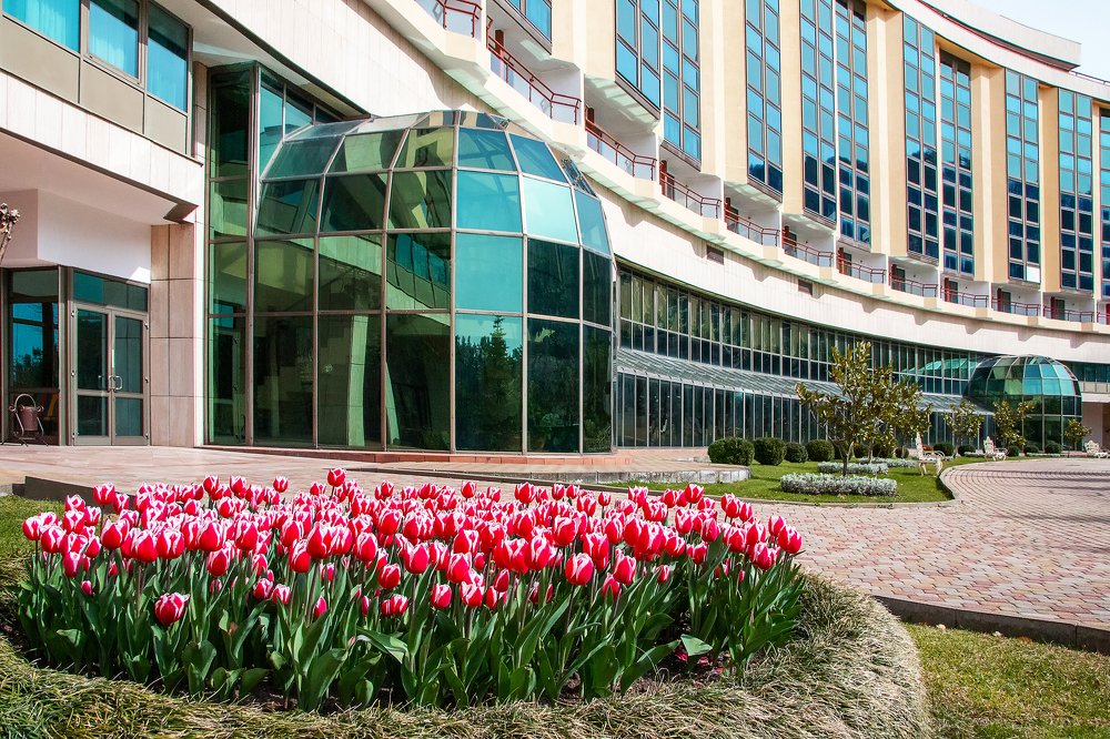 Тюльпаны на фоне окон