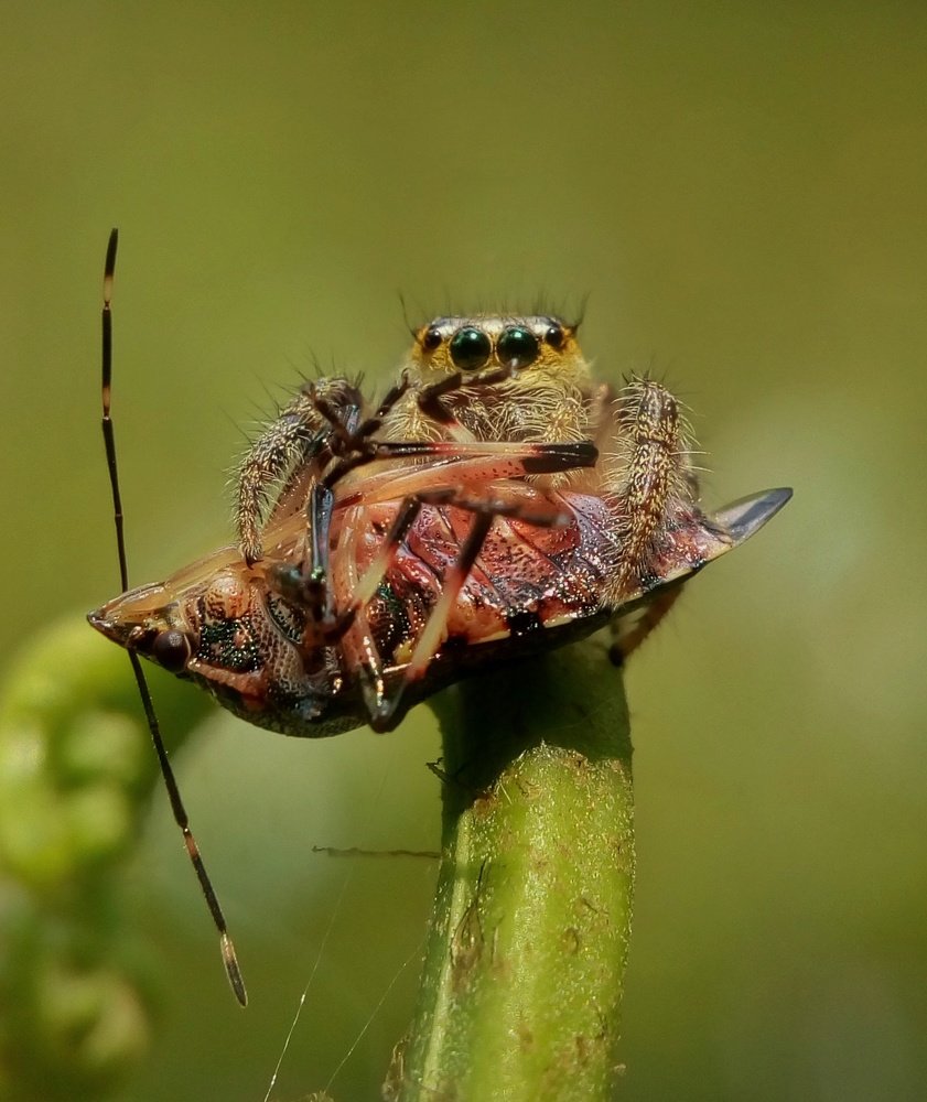 Killer