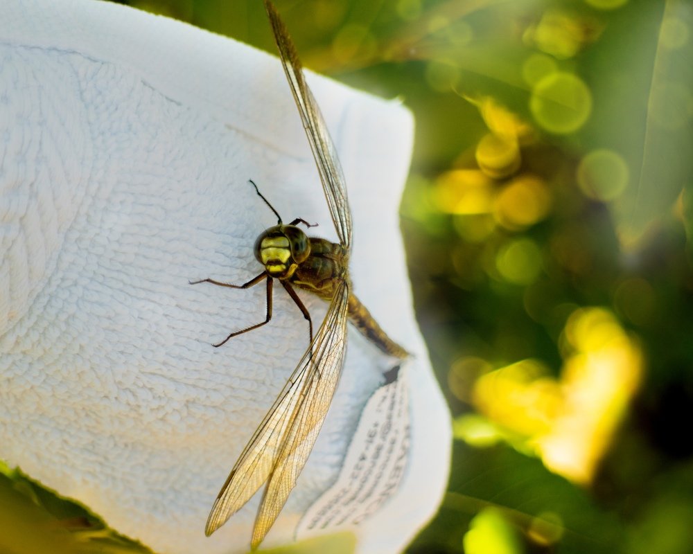 Photograph by Светлана Фокина