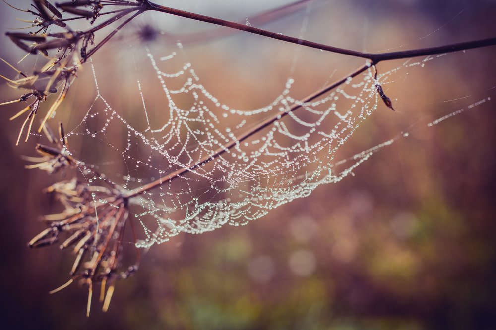 Photograph by Анна Григорьева