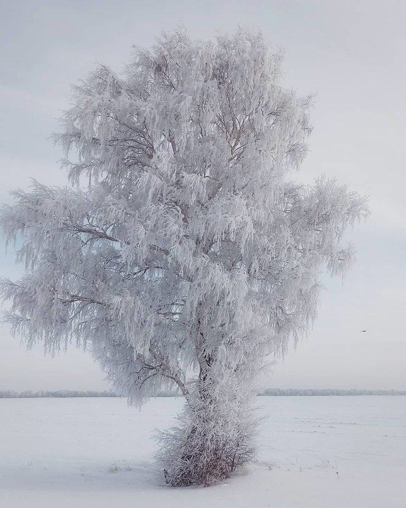 Морозный день