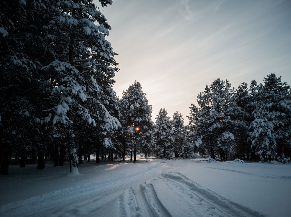 Полуденный лес