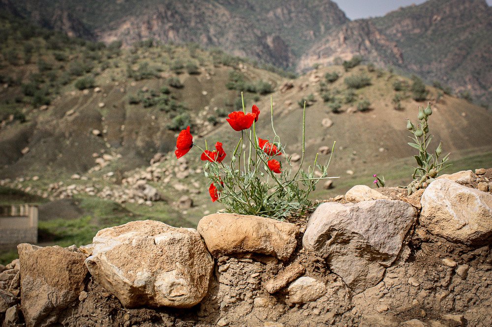 Photograph by tamaddon homayoun