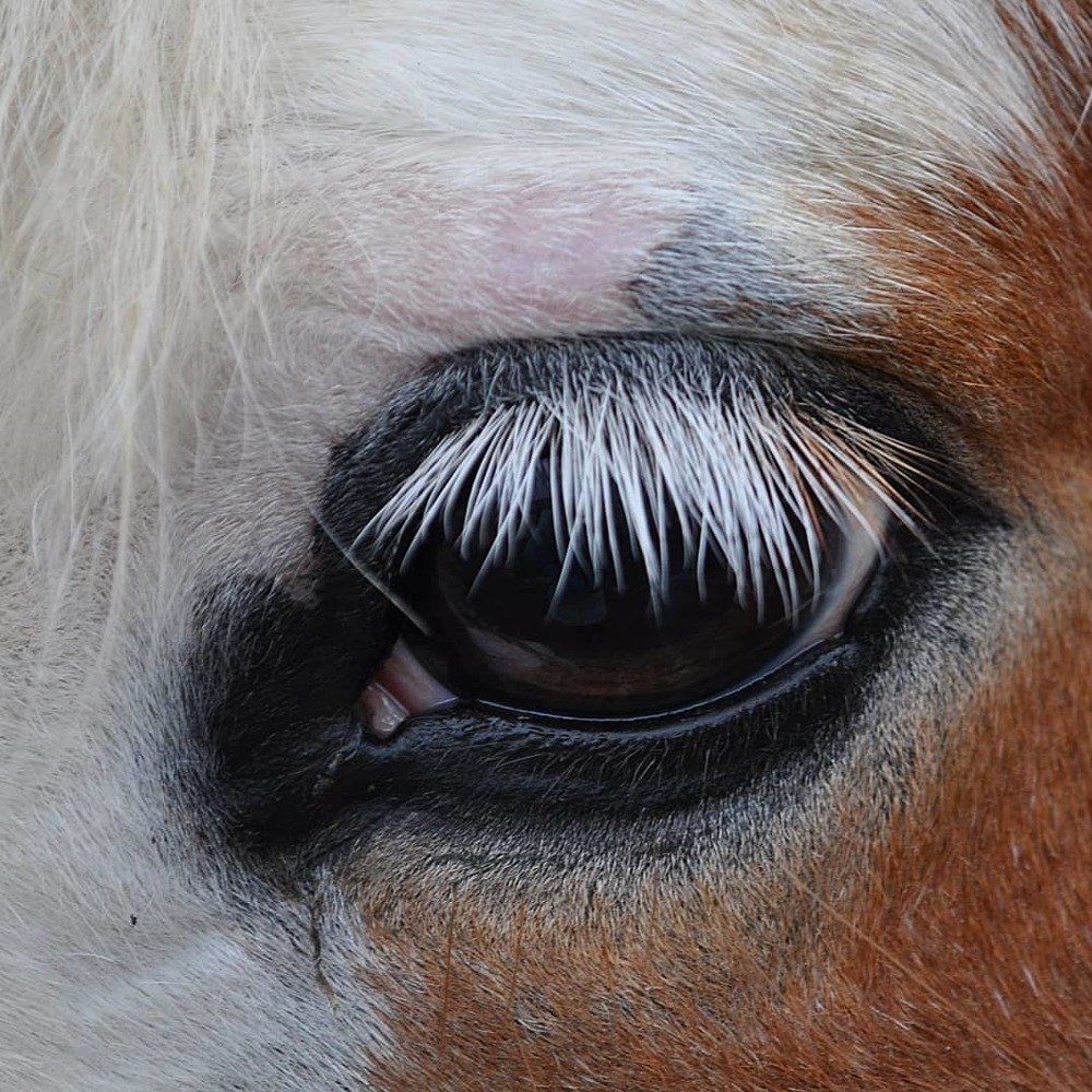 Грустная лошадка