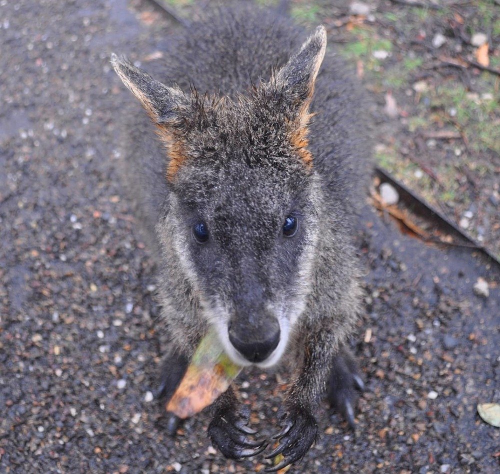 Угостите кенгуренка