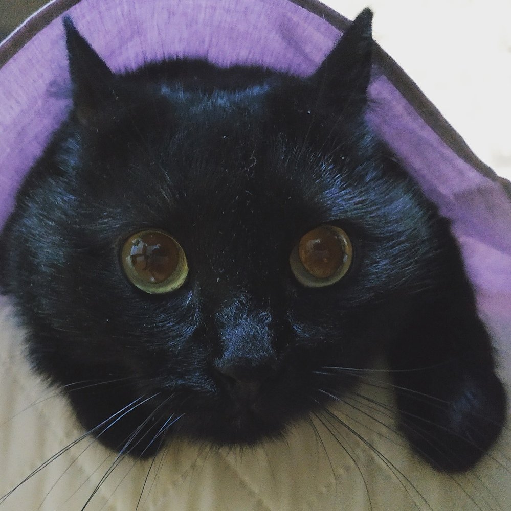 Спряталась