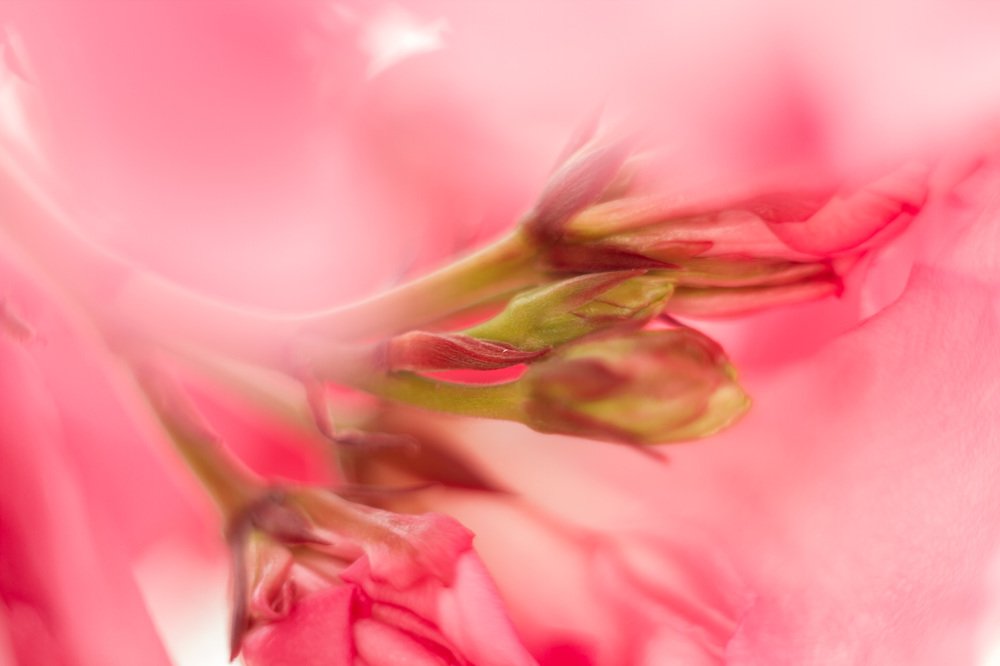 Photograph by Роман