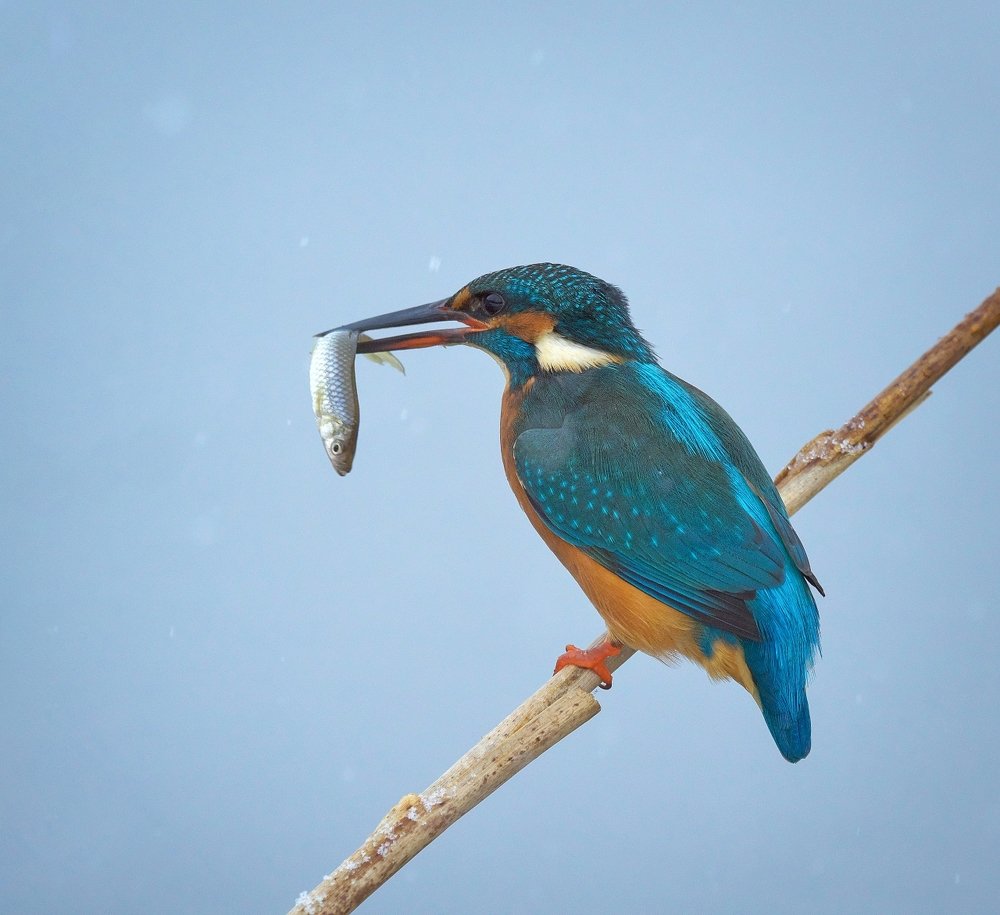 Photograph by Олег Есиков