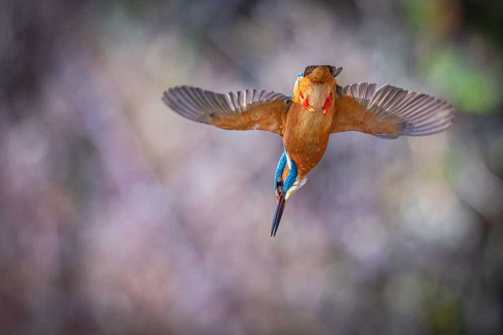 Фотография автора Sergio Agro