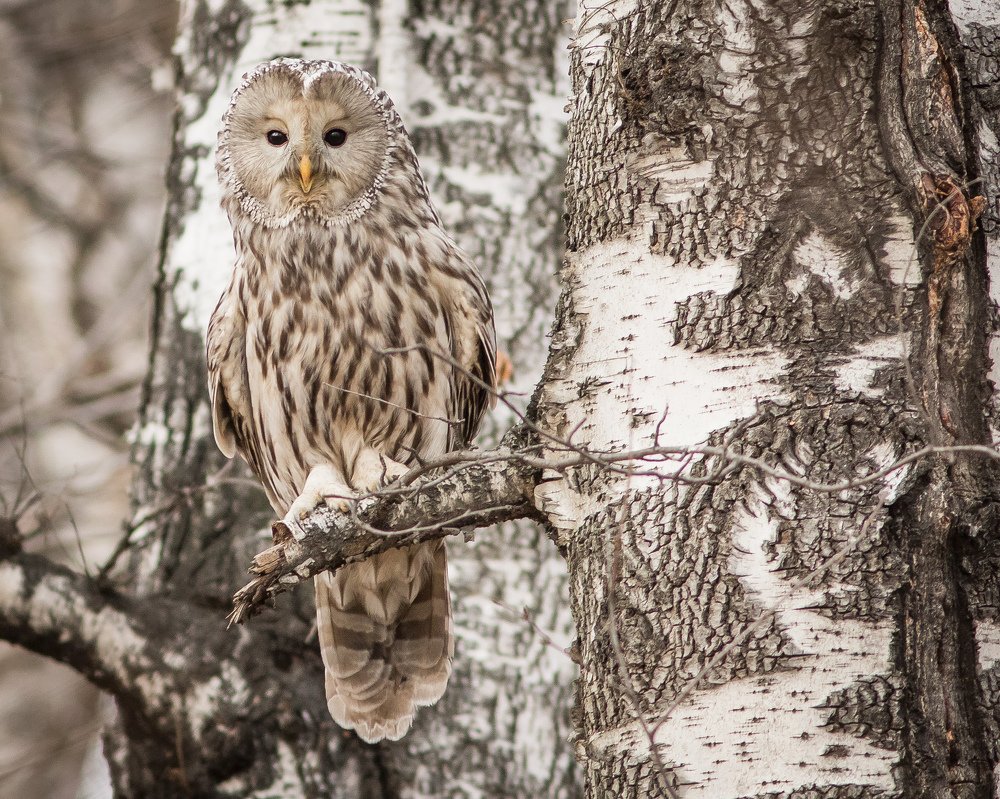 Ural owl