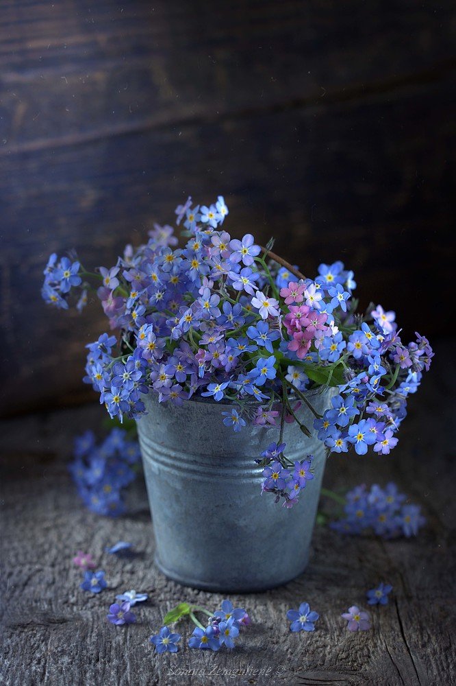 Photograph by Sonata Žemgulienė