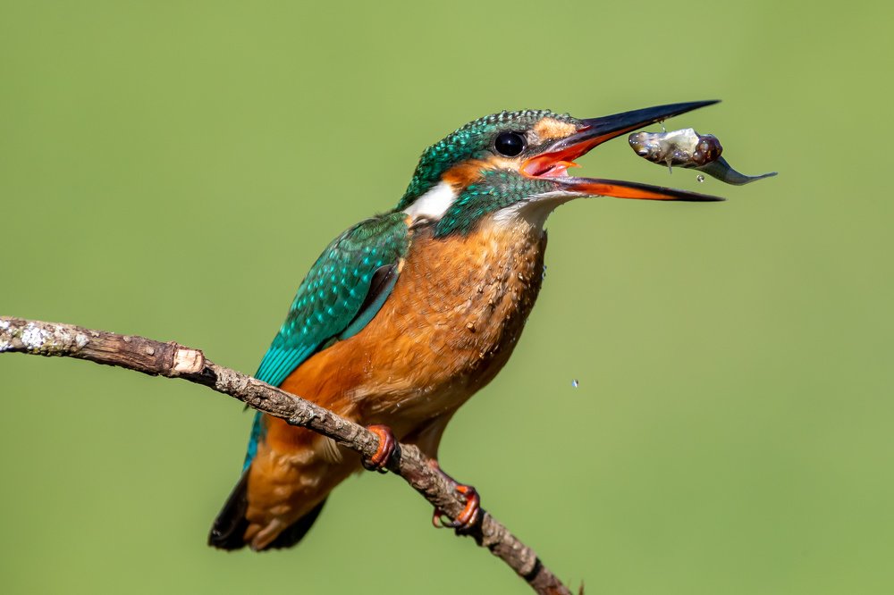 Photograph by Jaime Pereira