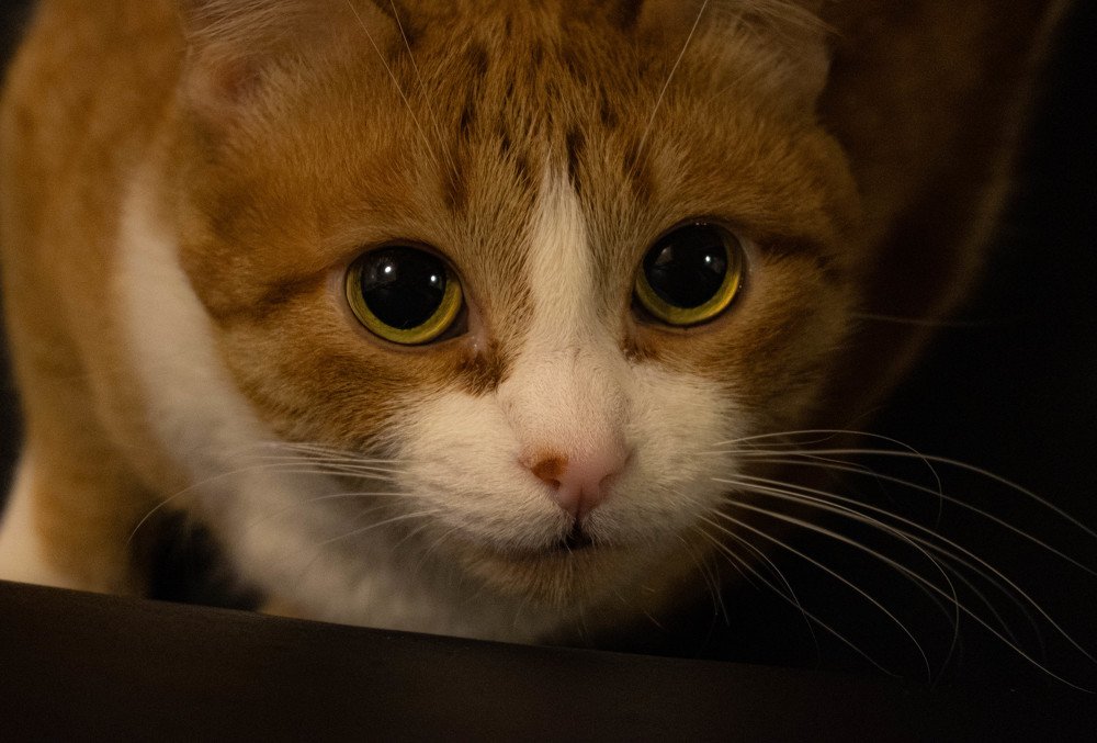 Фотография автора Оксана Белозерская