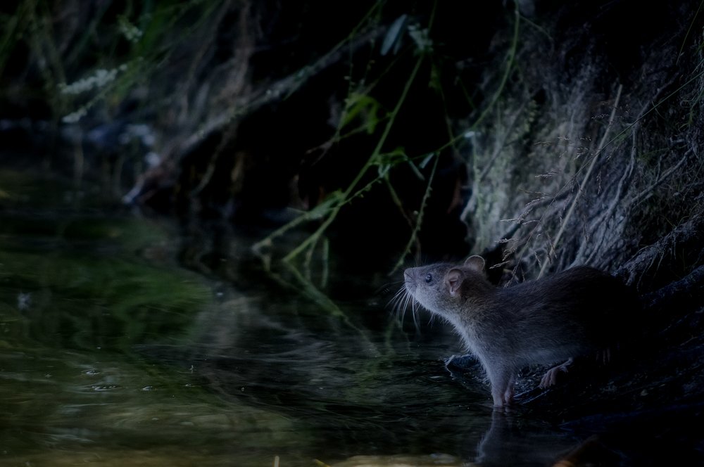 Photograph by Ясинский Юрий