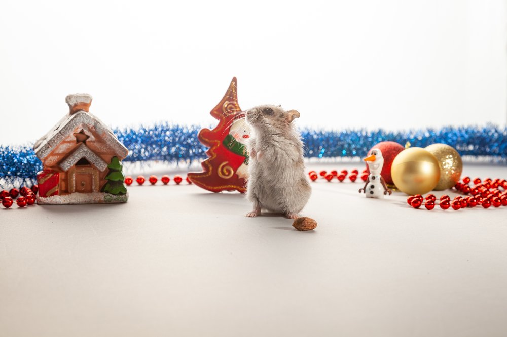 Фотография автора Анатолий Гарин