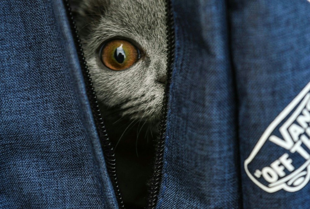 Фотография автора Полина Лебедева