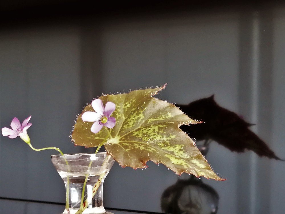 Tiny flower pot with shadow