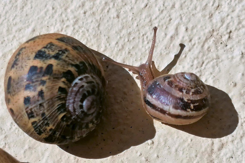 Snails shadow