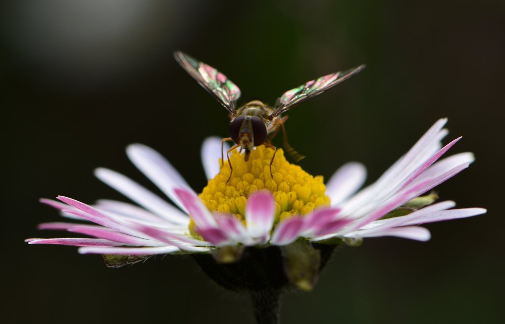 stained glass of nature
