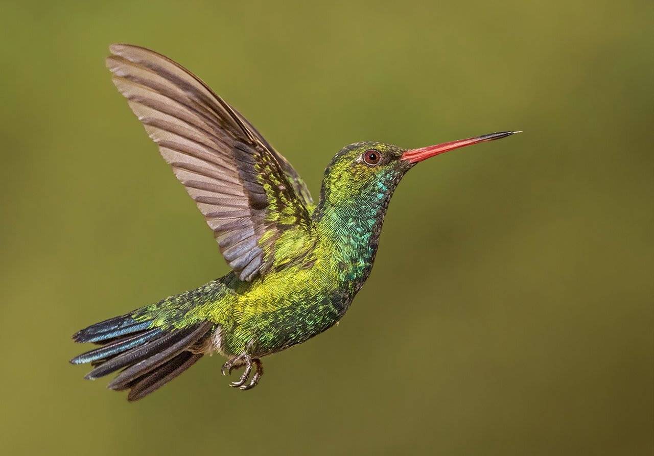 Suspended beauty