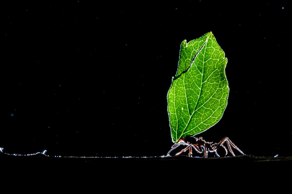 Trabajadora nocturna