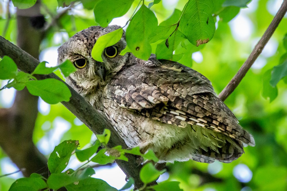 Photograph by AMARDEEP SINGH