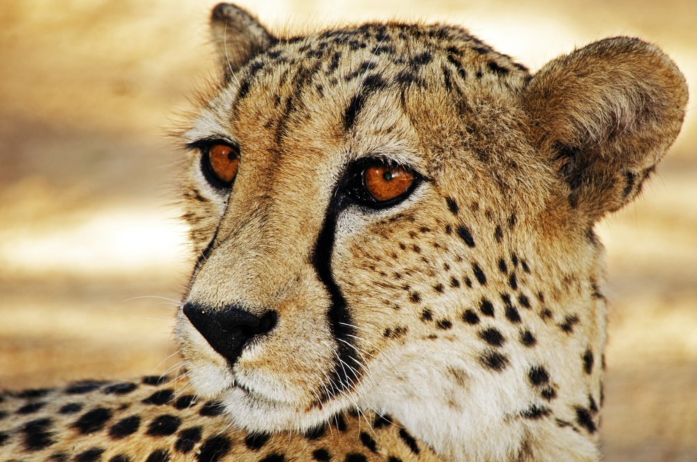 Cheetah´s gaze