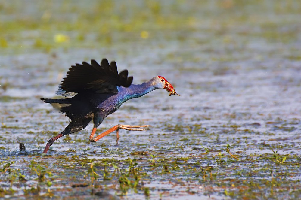 Photograph by Rahul Kahar