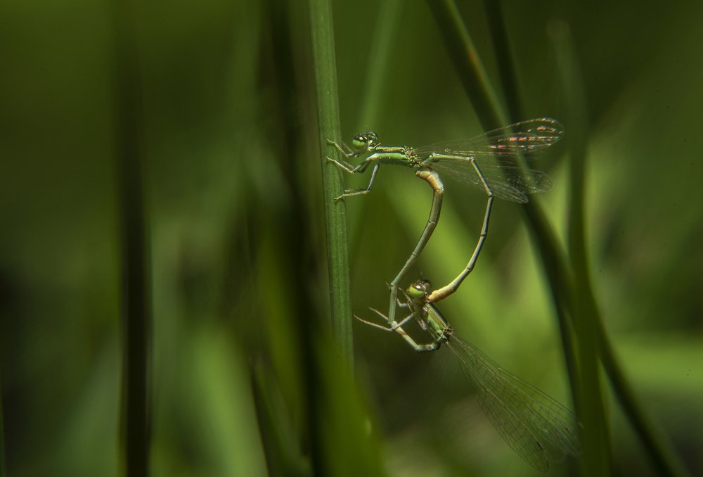 Photograph by Bistupada Mondal