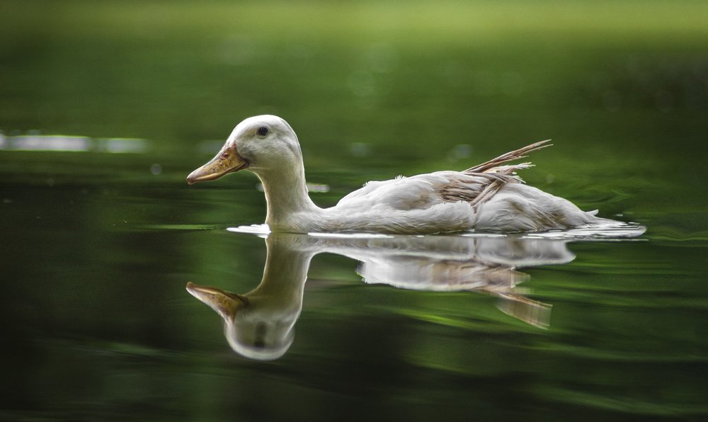 Photograph by Bistupada Mondal