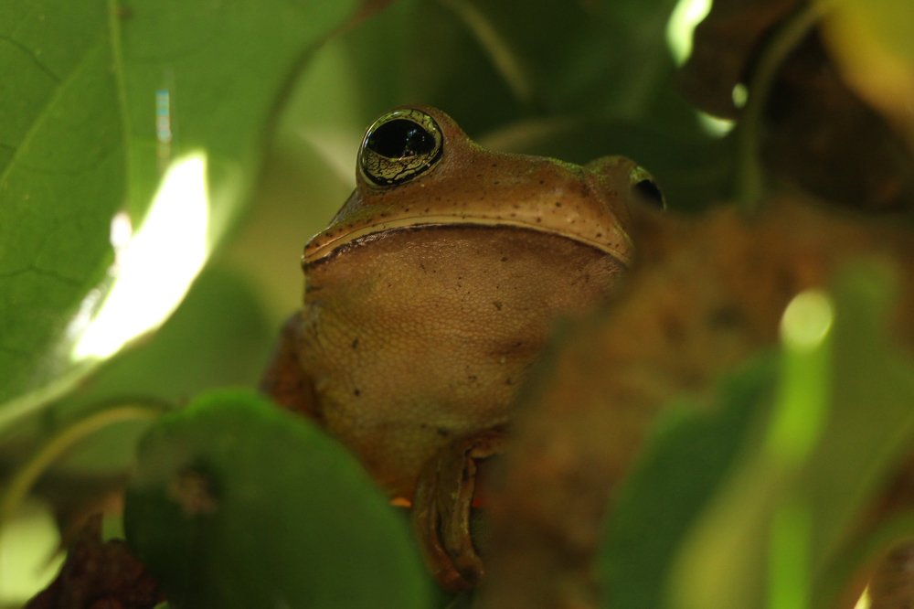 Photograph by Tatiana Barthem