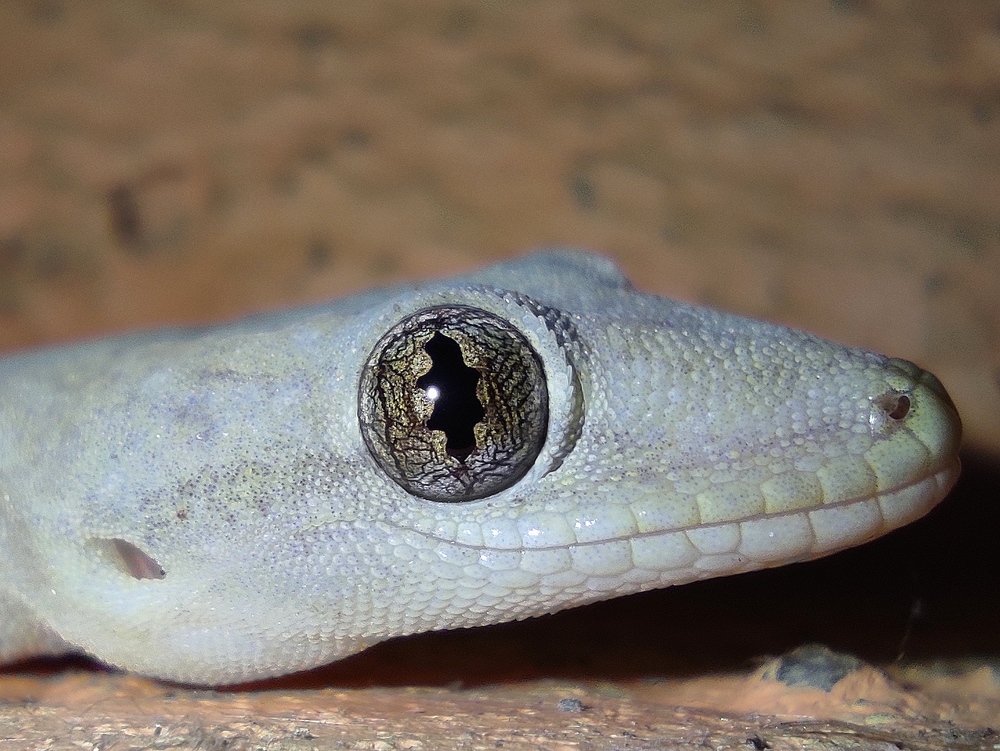 Photograph by Bistupada Mondal