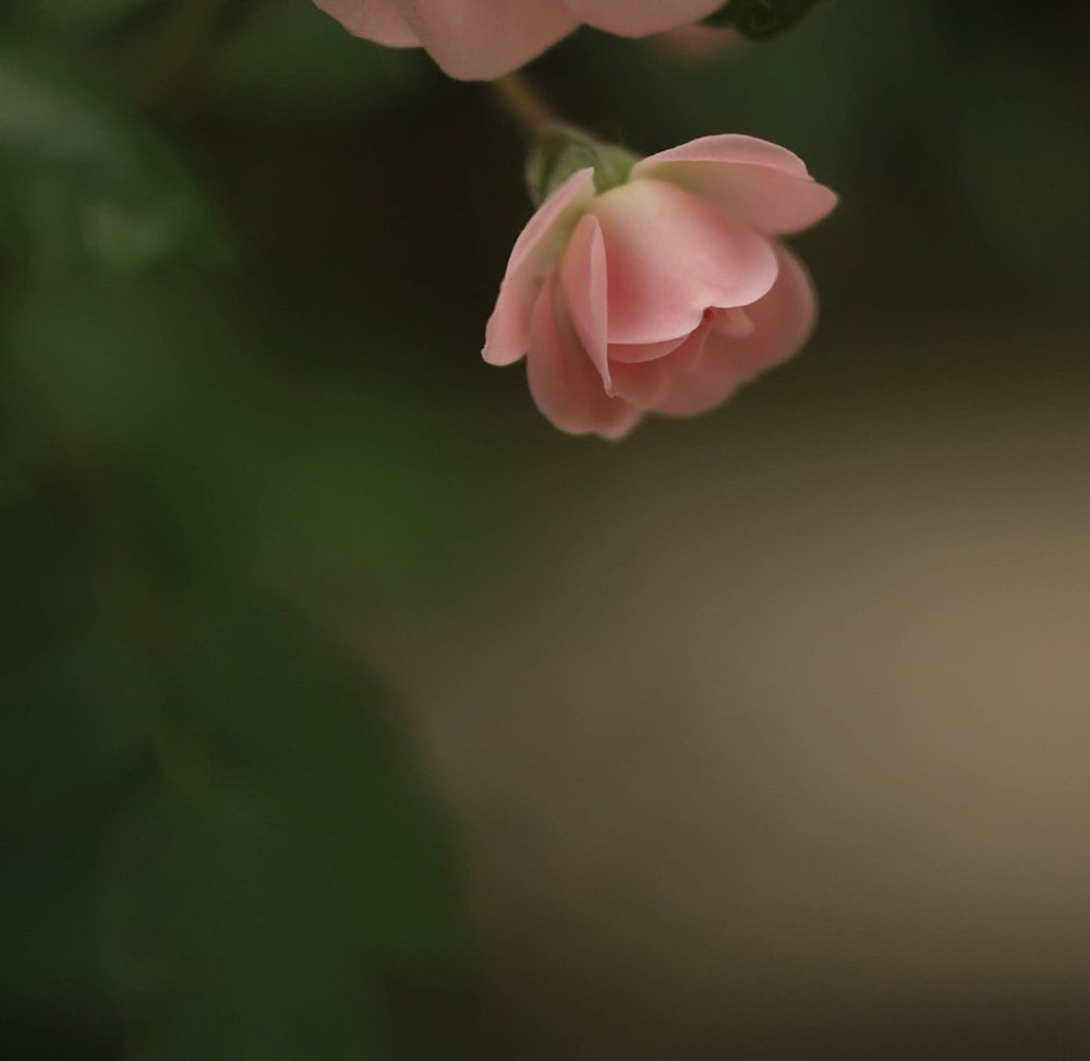 Photograph by Ekaterina