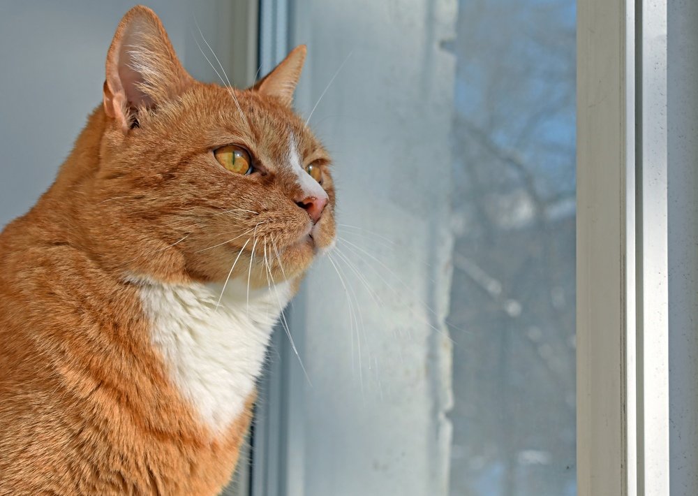 Чувство прекрасного .