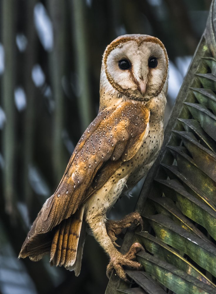 WAITING FOR ITS FAVOURITE HOURS.