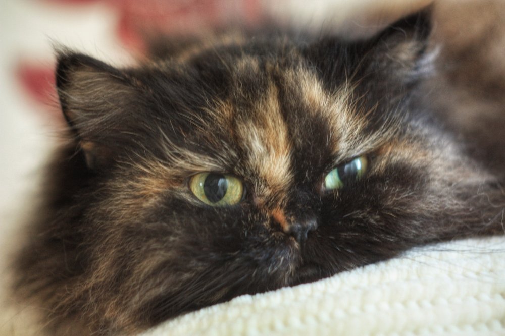 Photograph by Алексей Кроль