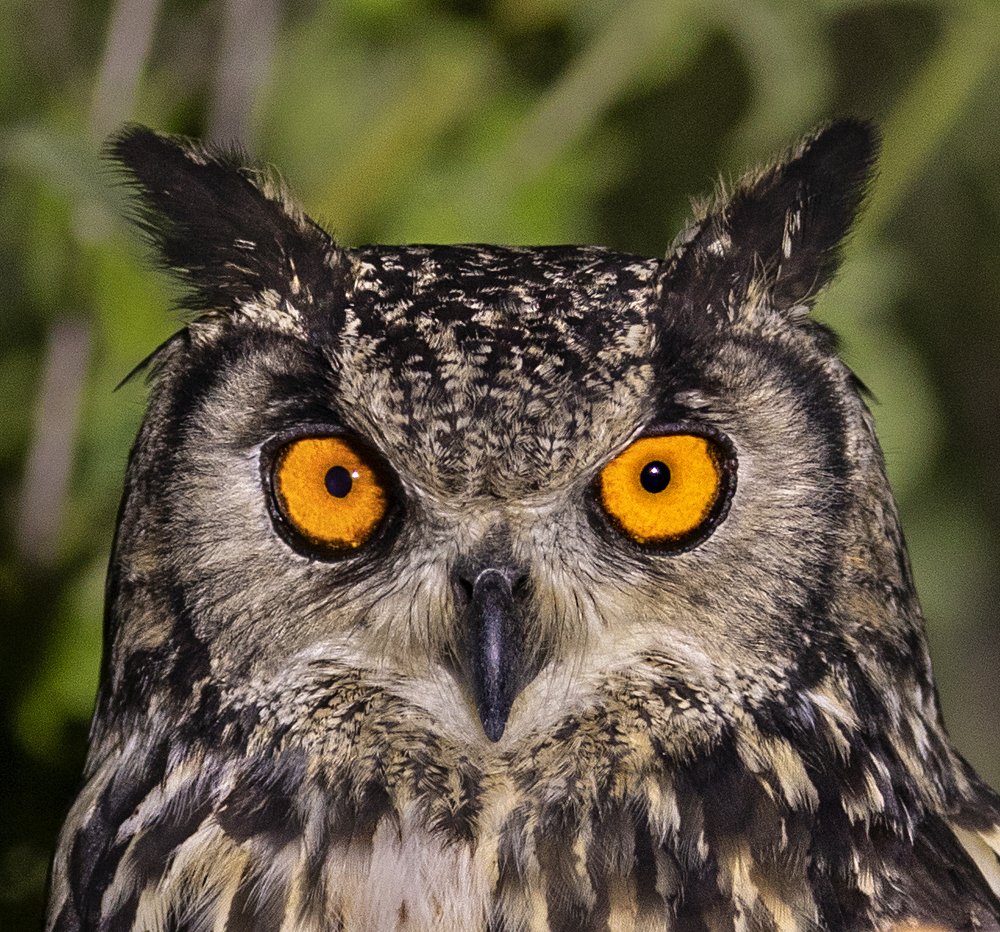 Photograph by Kalyan Chakraborty