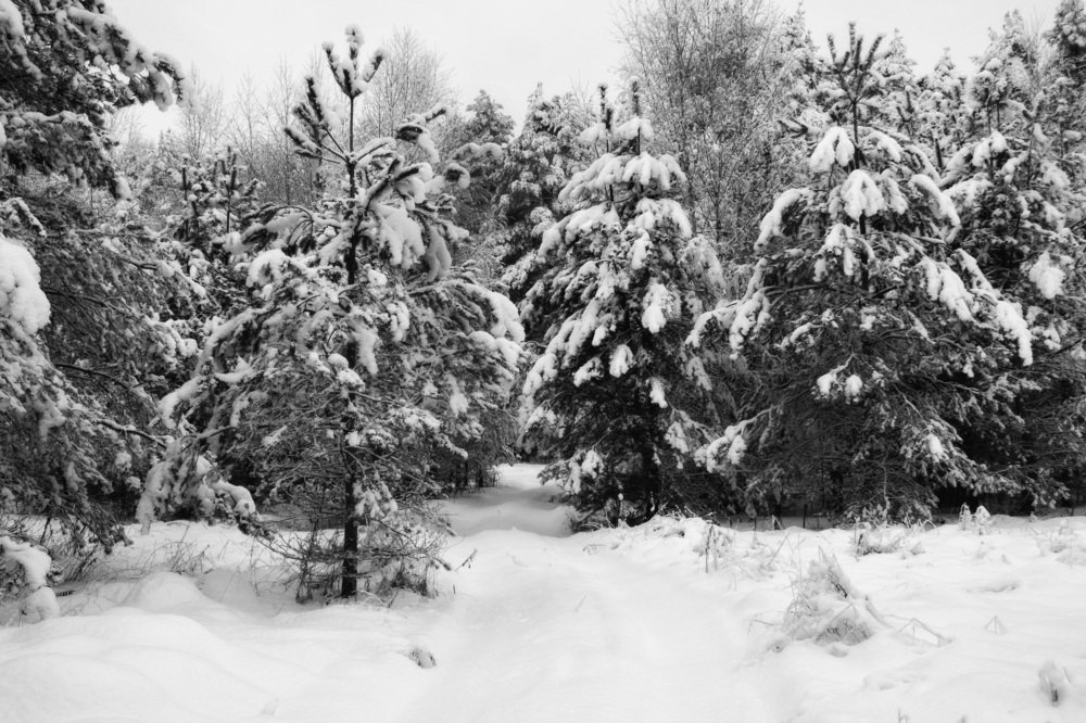 Зимнее чудо.