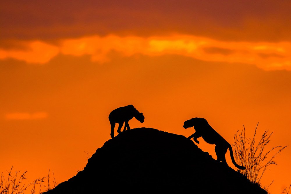 Sibling's Chemistry with a Punch of Sunset...