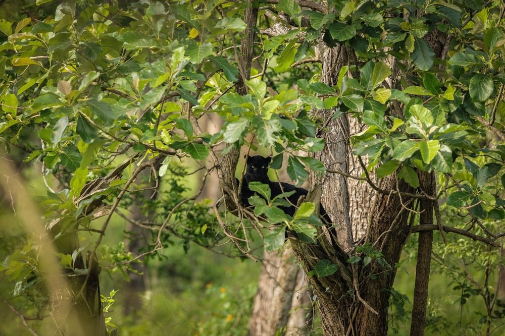 Photograph by Kalyan Chakraborty