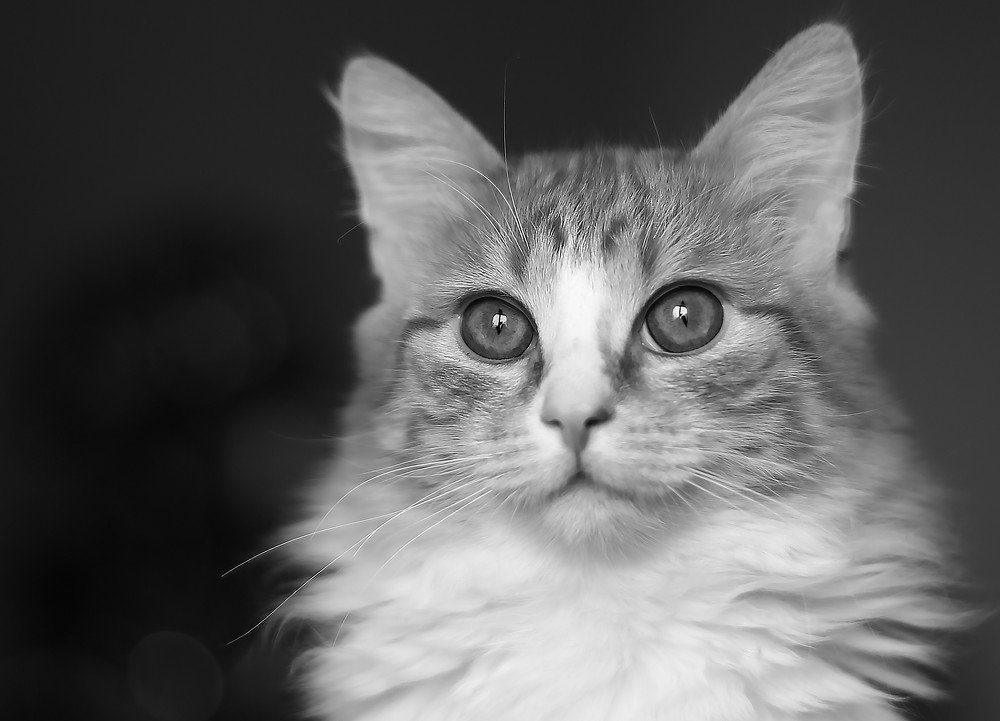 Photograph by Мария Гребенникова