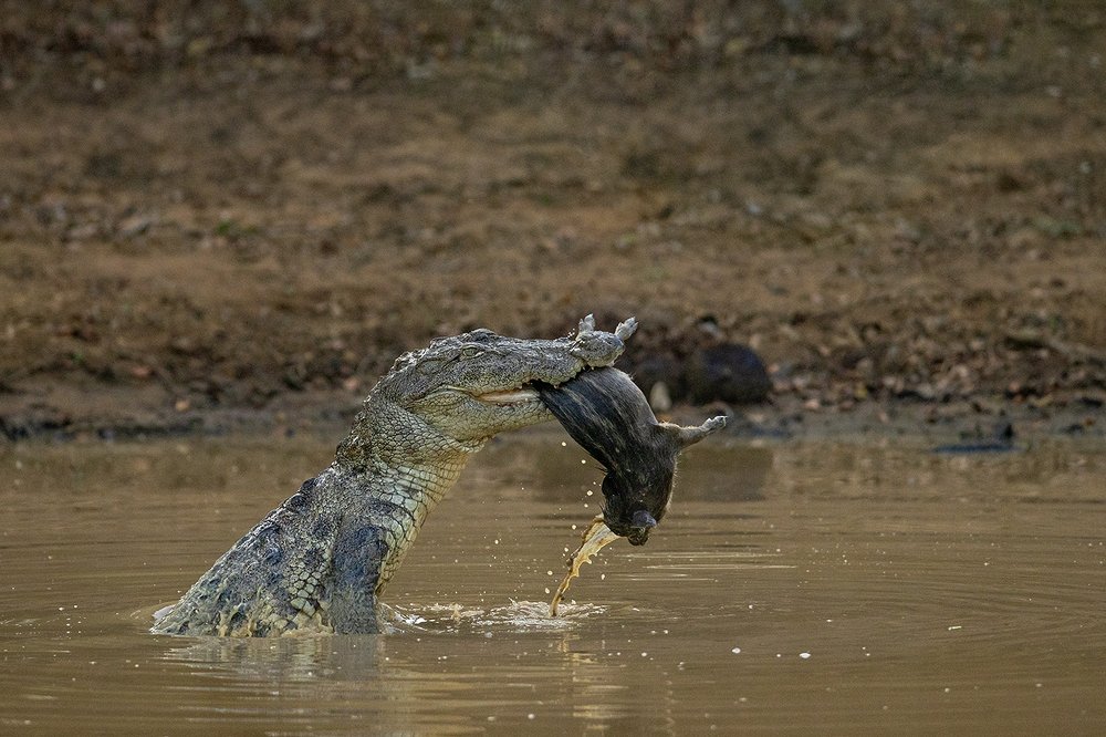Photograph by Kalyan Chakraborty